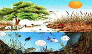 Ecological systems