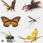 flying insects